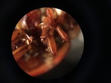 Hesperomyces virescens image