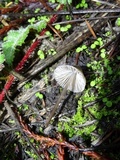 Mycena leptocephala image