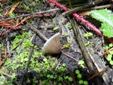 Mycena leptocephala image