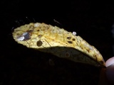 Gymnopus quercophilus image