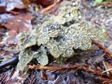 Pseudocyphellaria anthraspis image