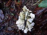 Pseudocyphellaria anthraspis image