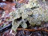Pseudocyphellaria anthraspis image