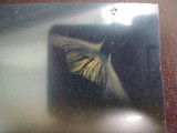 Tubaria tenuis image
