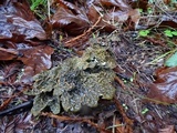 Pseudocyphellaria anthraspis image