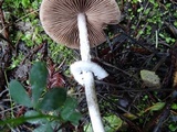 Psathyrella longistriata image