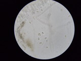 Tubaria tenuis image