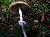 Psathyrella longistriata image