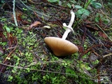 Psathyrella longistriata image