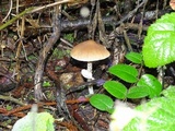 Psathyrella longistriata image