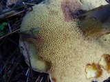 Suillus caerulescens image