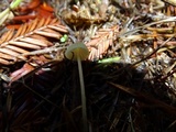 Mycena citrinomarginata image
