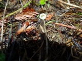 Mycena citrinomarginata image