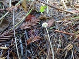 Mycena citrinomarginata image