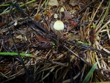 Mycena citrinomarginata image