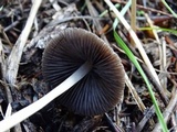Psathyrella corrugis image