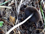 Psathyrella corrugis image