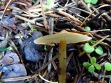 Caulorhiza umbonata image