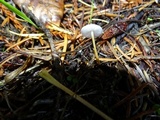 Strobilurus trullisatus image