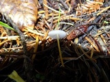 Strobilurus trullisatus image