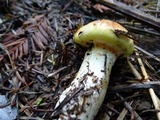 Suillus caerulescens image