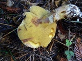 Suillus caerulescens image
