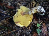 Suillus caerulescens image