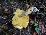 Suillus caerulescens image