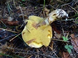 Suillus caerulescens image
