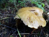 Suillus caerulescens image