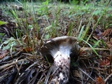 Gomphidius oregonensis image