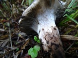 Gomphidius oregonensis image