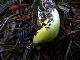 Gomphidius oregonensis image