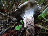 Gomphidius oregonensis image