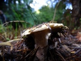 Gomphidius oregonensis image