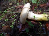 Gomphidius oregonensis image