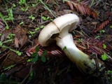 Gomphidius oregonensis image