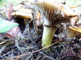 Gomphidius oregonensis image