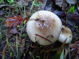 Gomphidius oregonensis image