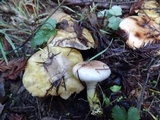 Gomphidius oregonensis image