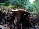 Gomphidius oregonensis image