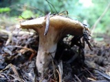 Gomphidius oregonensis image