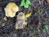 Suillus caerulescens image