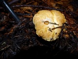 Suillus caerulescens image