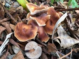 Gymnopus brassicolens var. brassicolens image