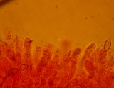 Hebeloma crustuliniforme image