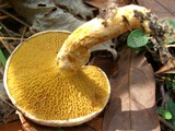 Suillus decipiens image