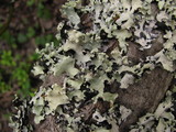 Parmotrema arnoldii image