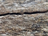 Lecanora coniferarum image