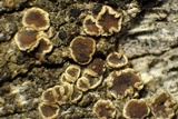 Lecanora coniferarum image